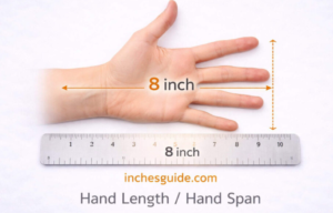 8 inches human example